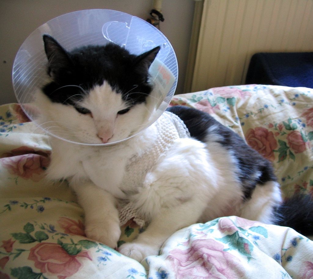 Is Wound Licking Normal in Pets?