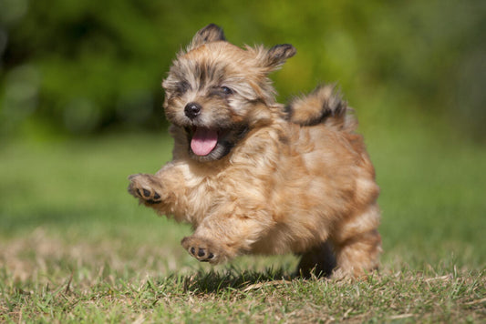 Top 22 Tips on Keeping Your Small Dog Healthy