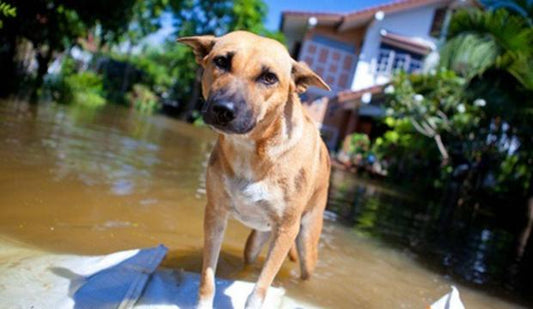 Natural Disaster Preparedness for Pets