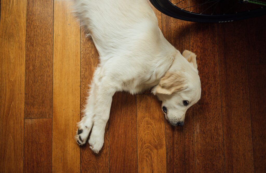 How to treat a pet wound