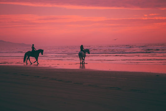 Summer Horse Care Tips