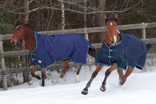 Should horses be blanketed in winter?