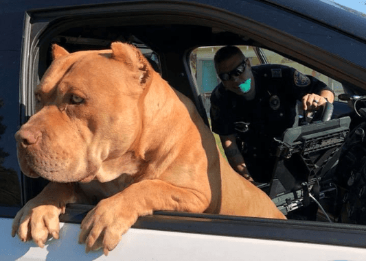 Cops Responding to ‘Vicious Dog’ Call Find Happy Snuggle-Nugget Instead