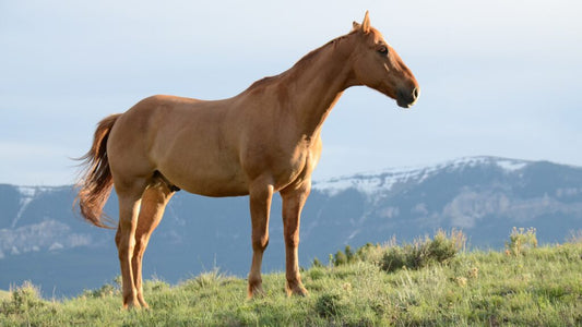 How to Treat and Prevent Summer Sores in Horses.