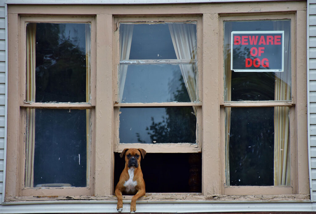 What Happens When You Leave Your Dog at Home Alone