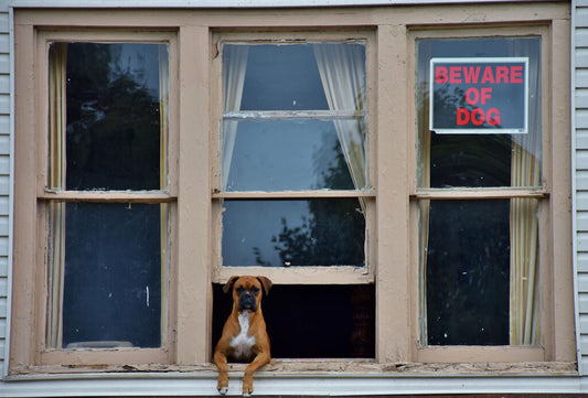 What Happens When You Leave Your Dog at Home Alone