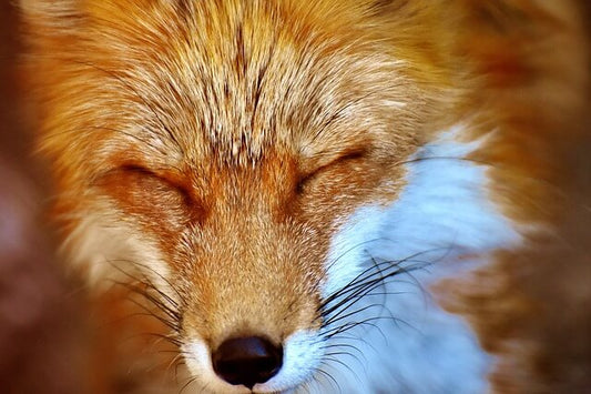 10 Exotic Animals you can own