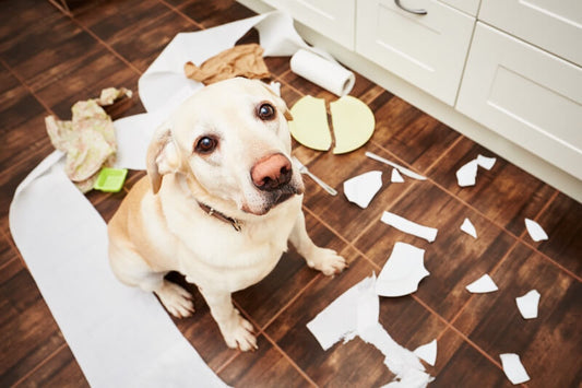 Making a safer home for your pet to prevent injuries