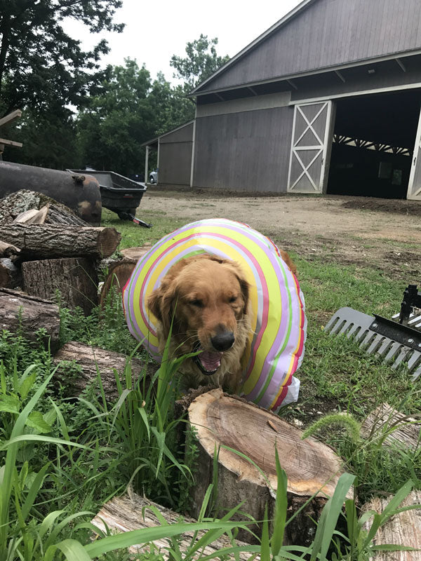 Summer Safety Tips for Pets