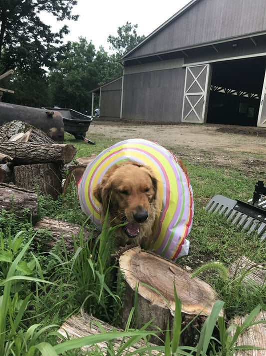 Summer Safety Tips for Pets