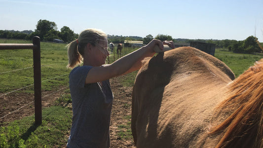 Treating Cuts, Scrapes, Bruises and Minor Horse Wounds