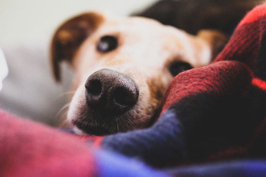 Simple Emergency First Aid Procedures for you Pet