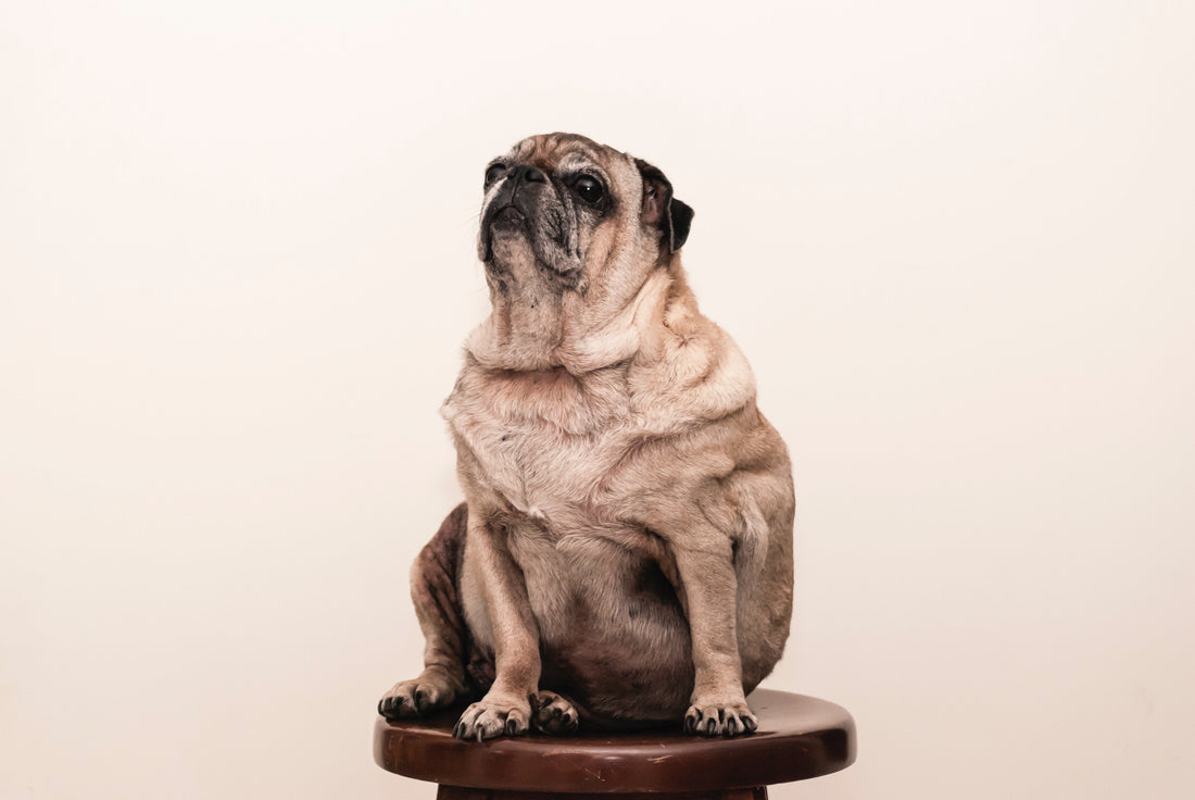 Halloween Safety Tips for Pets