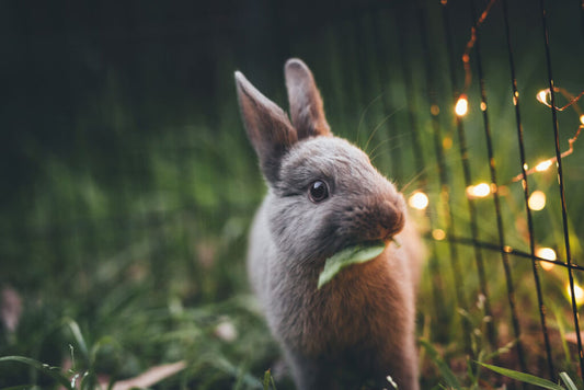 Potential Easter Dangers for Pets