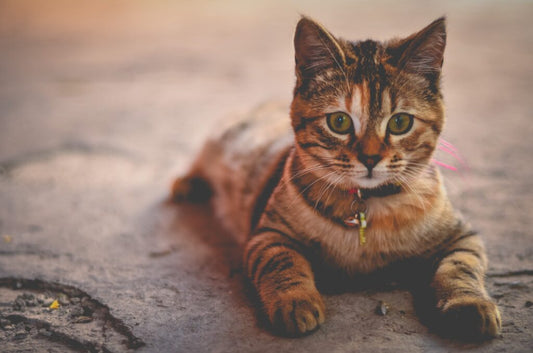 Cat Skin Wounds and Irritations
