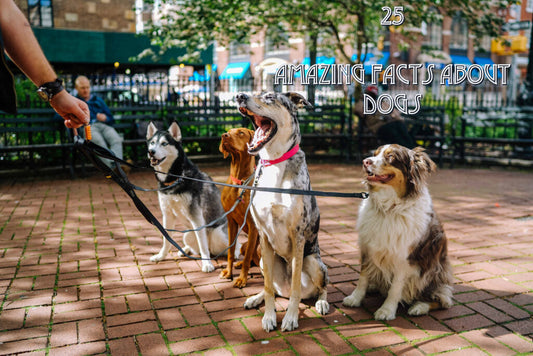 25 Cool Facts about Dogs