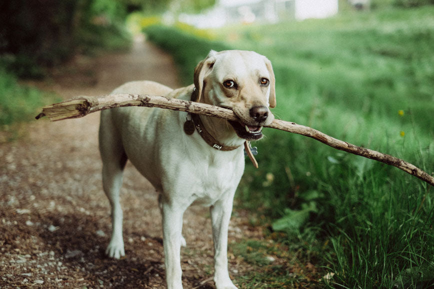 Spring tips for pet owners