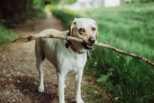Spring tips for pet owners