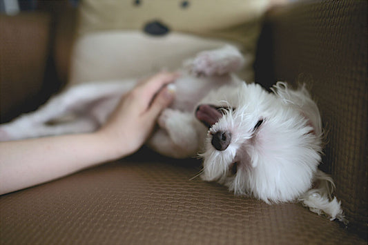 How to Add Years to Your Pet's Life