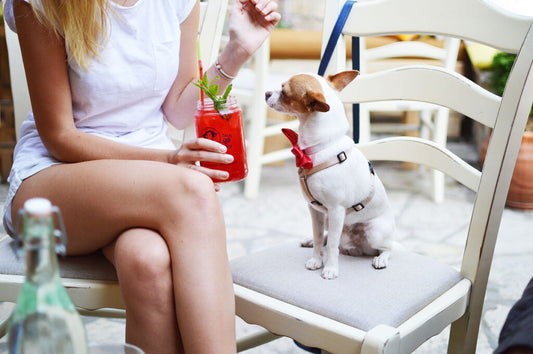 Foods that can poison your pet