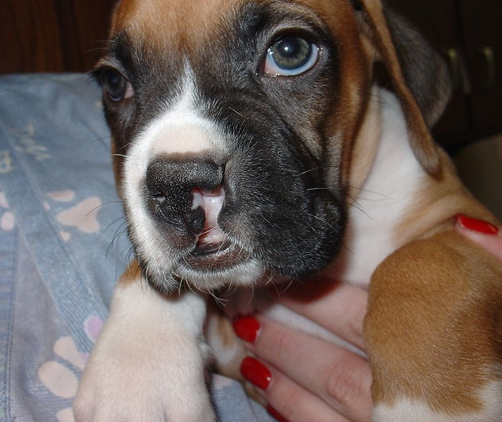 Most Common Dog Health Problems and simple treatments