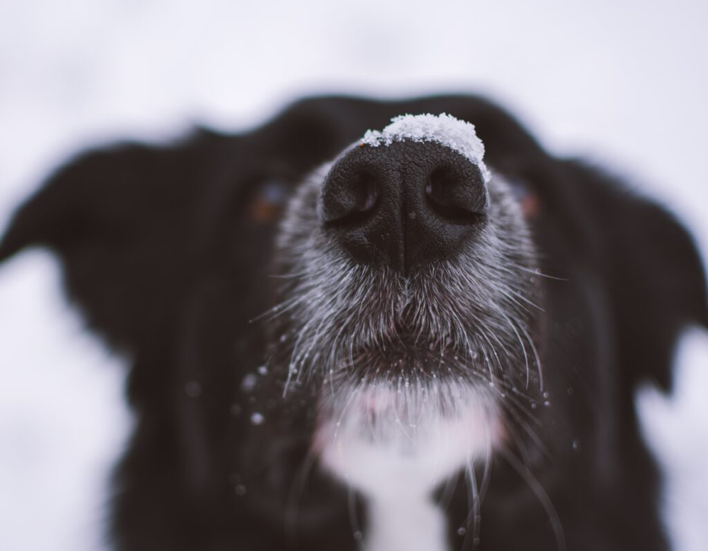 Add Years to Your Pet's Life