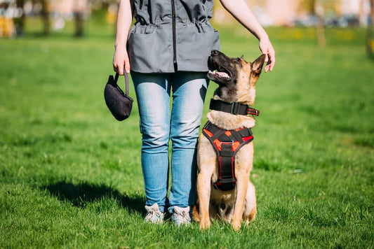 The 10 Commandments of Dog Training