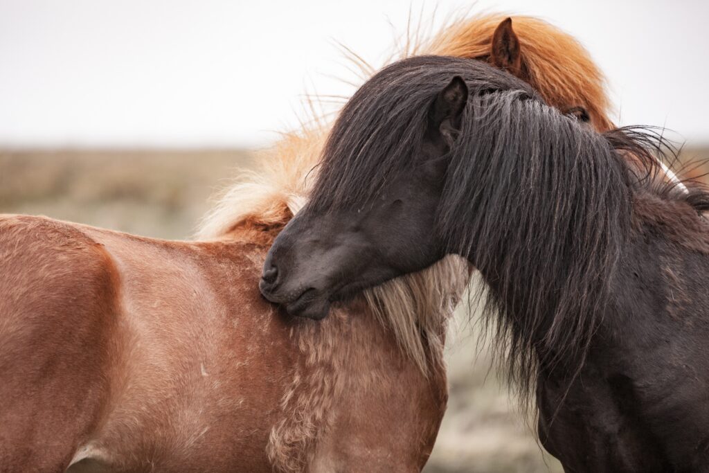 8 common equine skin diseases