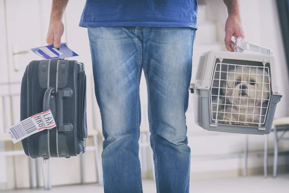 United Airlines Unveils New Pet Policy, Bans More Than 40 Breeds from Travel