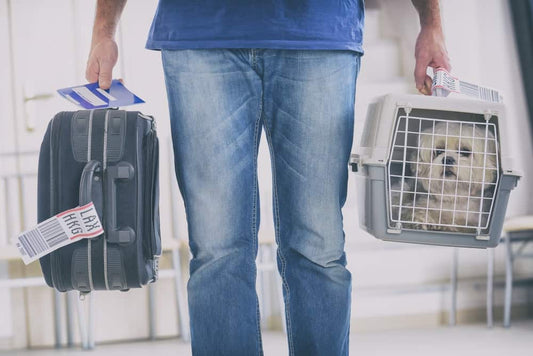 United Airlines Unveils New Pet Policy, Bans More Than 40 Breeds from Travel