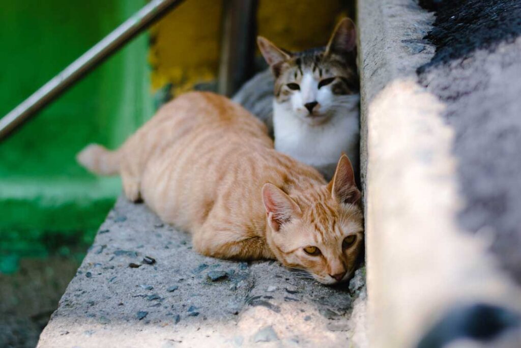 12 Amazing Facts about Cats