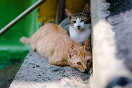 12 Amazing Facts about Cats