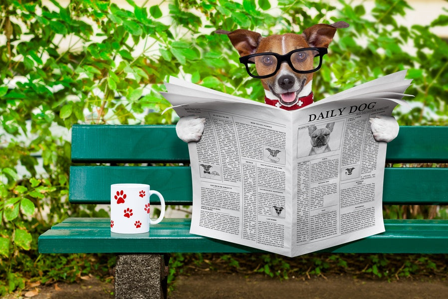 Week in Review: Recalls, Sneaky Guide Dog, Family Dog Facing Death, Maryland Puppy Mill Ban & More!